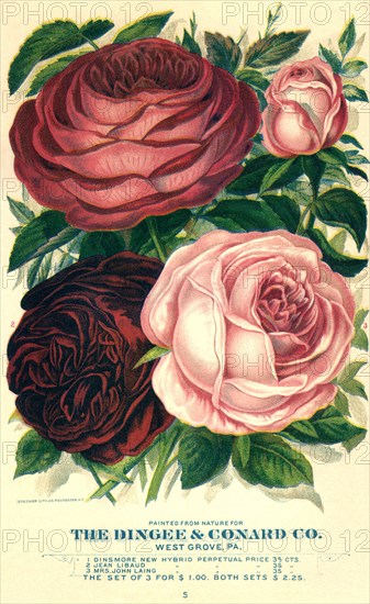 Four Pink and Red Roses