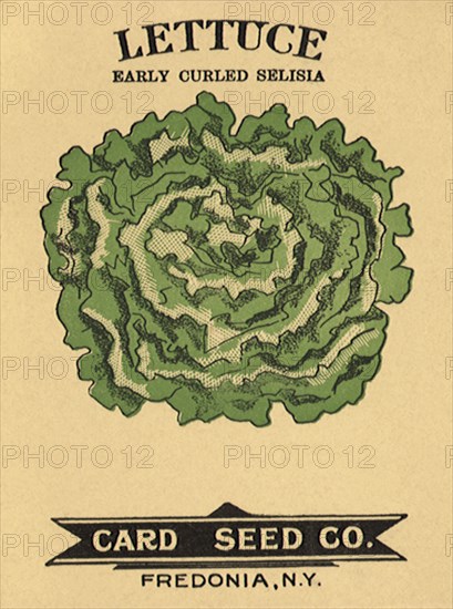 Lettuce Seed Packet