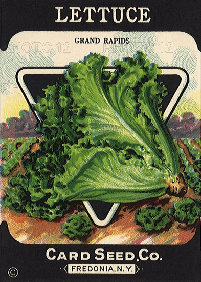 Lettuce Seed Packet