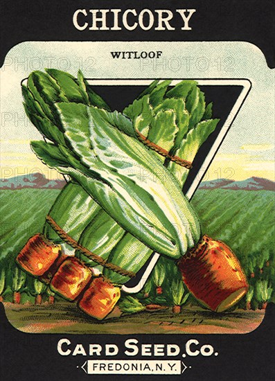 Chicory Seed Packet