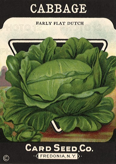 Cabbage Seed Packet