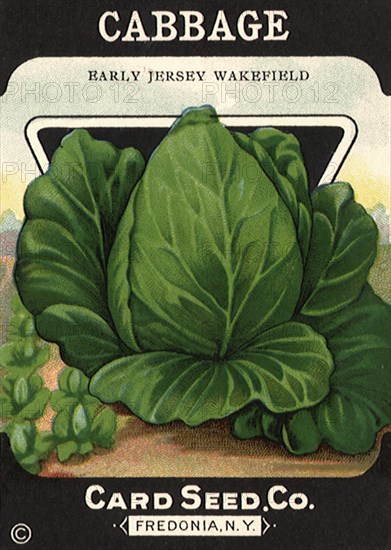 Cabbage Seed Packet