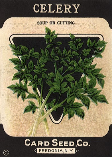 Celery Seed Packet