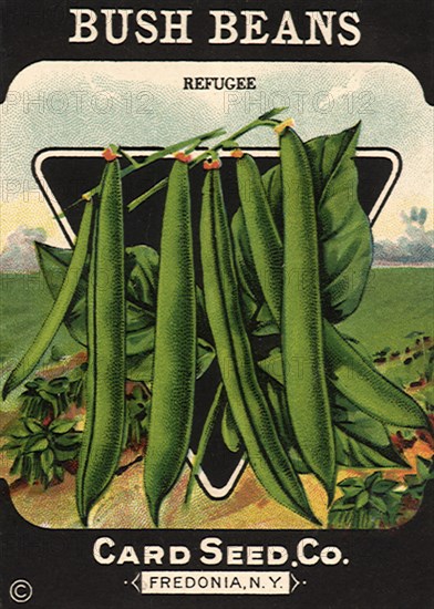 Bush Beans