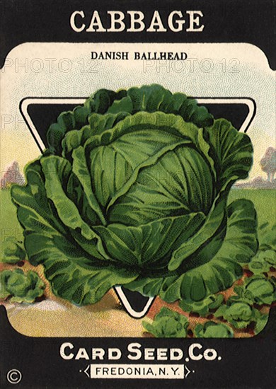 Cabbage