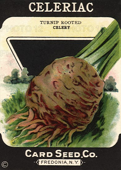 Celeriac