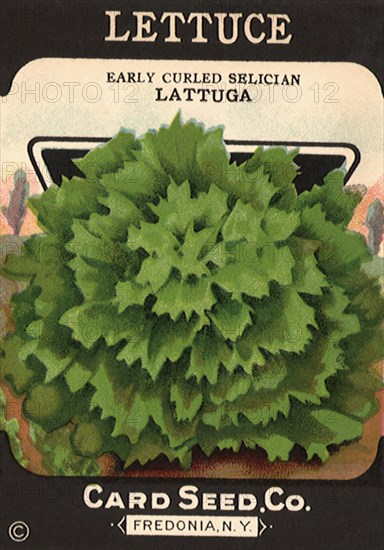 Lettuce