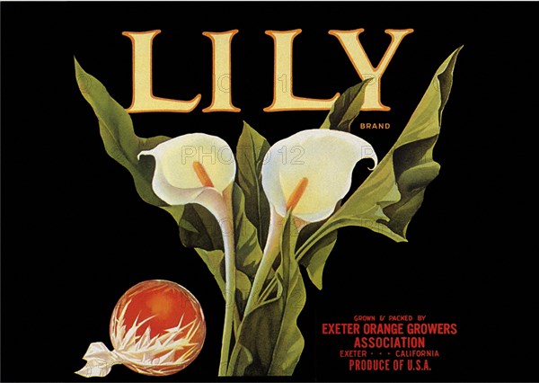 Lily Brand