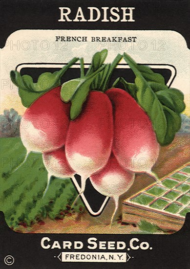 Radish