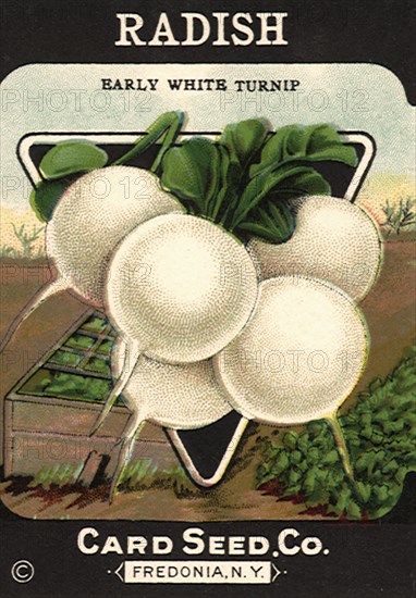 Radish