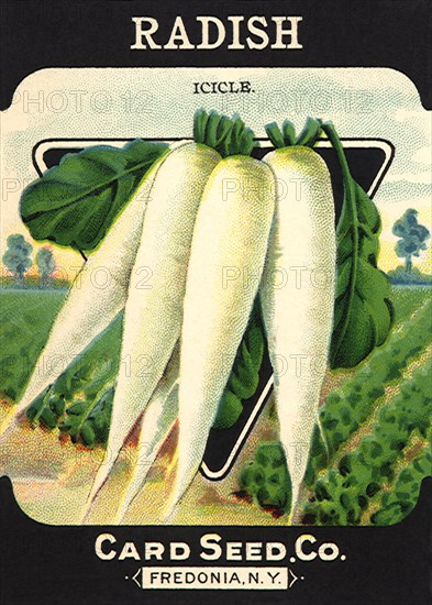 Radish