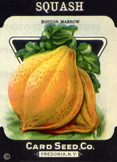 Squash