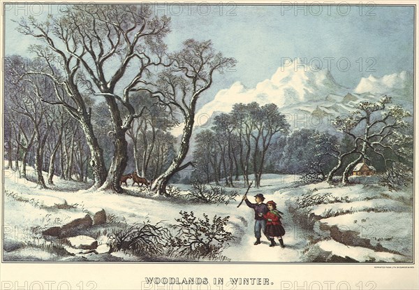 Woods in Winter