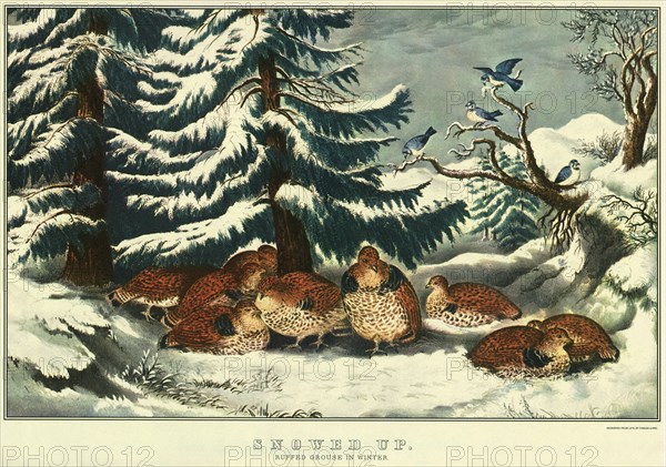 Ruffed Grouse