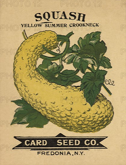 Squash Seed Packet