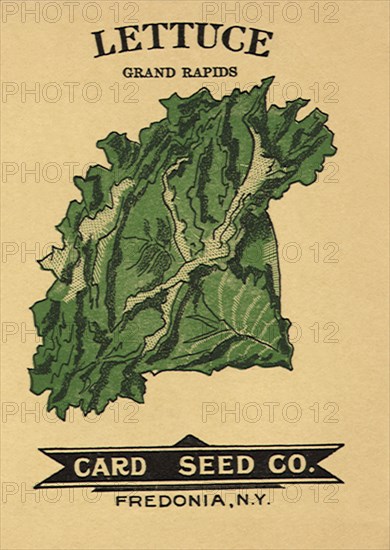 Lettuce Seed Packet