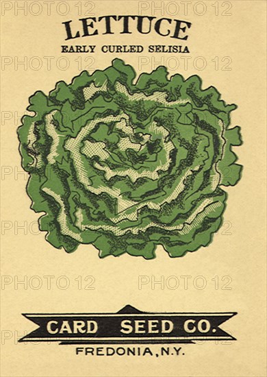 Lettuce Seed Packet.