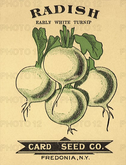 White Radishes