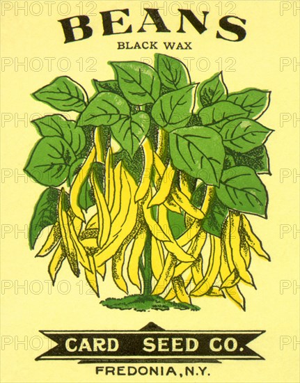 Beans Seed Packet