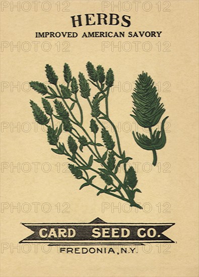 Savory Seed Packet
