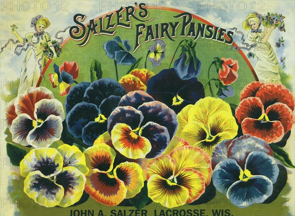 Pansy Seed Packet