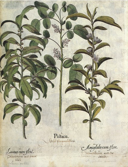Plant Botanicals