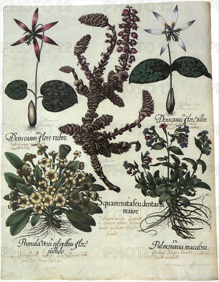 Botanical Assortment