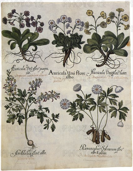 Five Botanicals