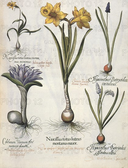 Flowers and Bulbs