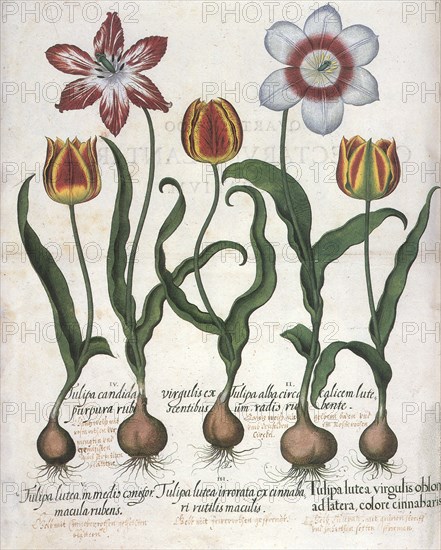 Five Tulip Botanicals