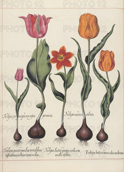 Colorful Tulips