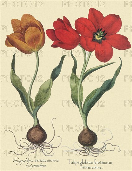Tulip Botanicals