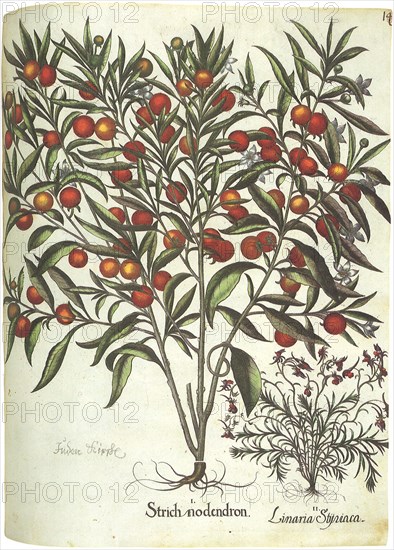 Fruit and Flowers