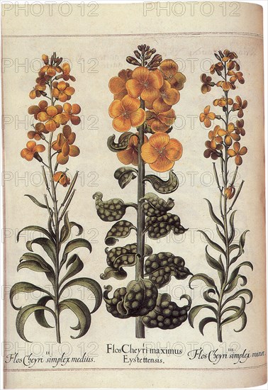 Plants with Yellow Blooms