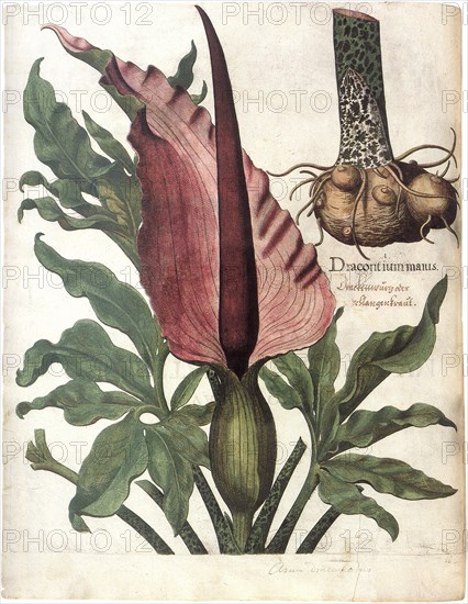 Dracunuculus Vulgaris