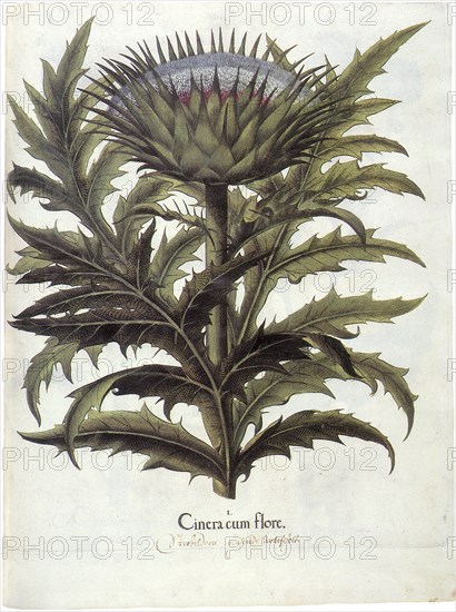 Cynara cardunculus, Artichoke Plant