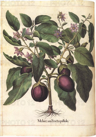 Eggplant Botanical