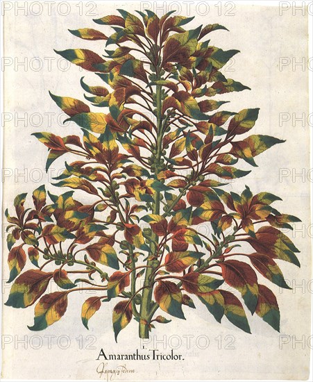 Amaranthus Tricolor