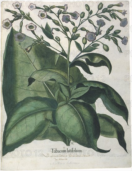 Tobacco Plant