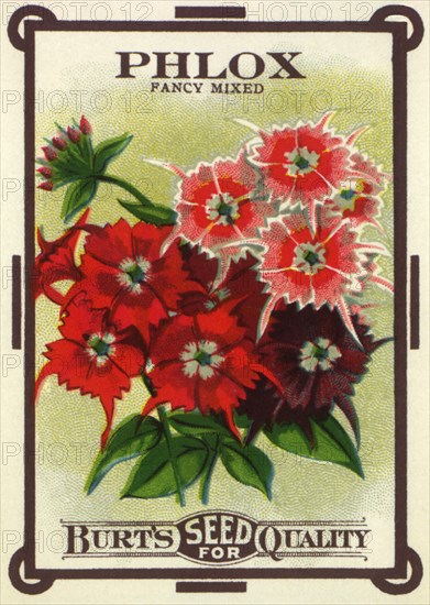 Floral Seed Packet