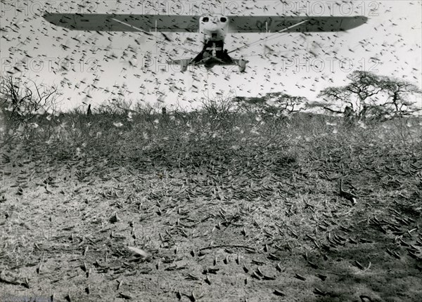 Ethiopia, 1953 - Crop-devouring locusts, in fledgling stage, are being sprayed in the Ogaden desert by US planes and pilots as part of international technical cooperation.