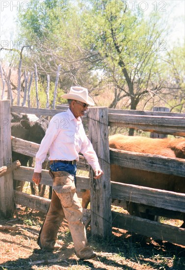 Authentic American Cowboys: 1990s Cowboys in the American west during spring branding time on a ranch near Clarendon Texas circa 1998. .