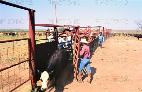 Authentic American Cowboys: 1990s Cowboys in the American west during spring branding time on a ranch near Clarendon Texas circa 1998. .