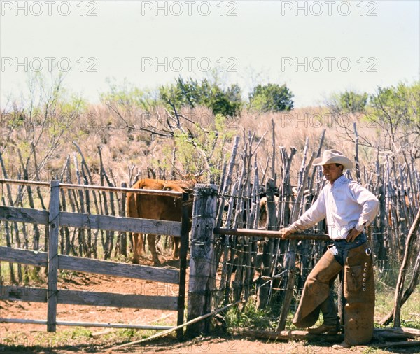 Authentic American Cowboys: 1990s Cowboys in the American west during spring branding time on a ranch near Clarendon Texas circa 1998. .