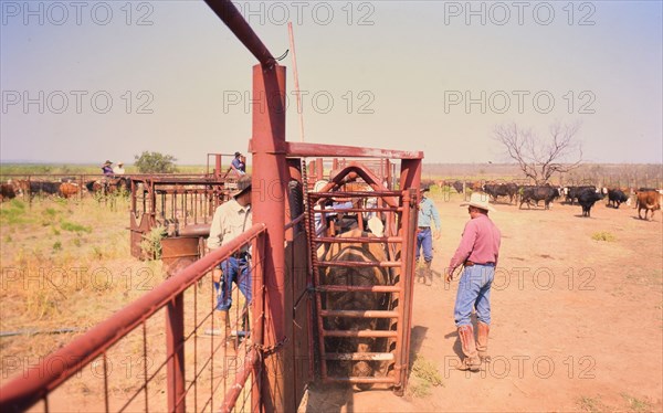 Authentic American Cowboys: 1990s Cowboys in the American west during spring branding time on a ranch near Clarendon Texas circa 1998. .