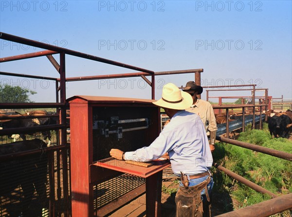 Authentic American Cowboys: 1990s Cowboys in the American west during spring branding time on a ranch near Clarendon Texas circa 1998. .