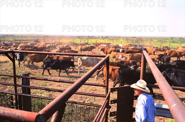 Authentic American Cowboys: 1990s Cowboys in the American west during spring branding time on a ranch near Clarendon Texas circa 1998. .