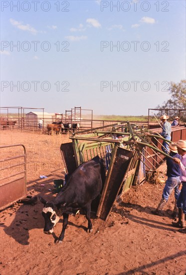 Authentic American Cowboys: 1990s Cowboys in the American west during spring branding time on a ranch near Clarendon Texas circa 1998. .