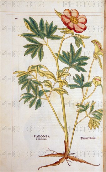 Hand-colored woodcut of the poeny plant, showing the stalks, leaves, flowers, bulbs, and roots circa 1542.