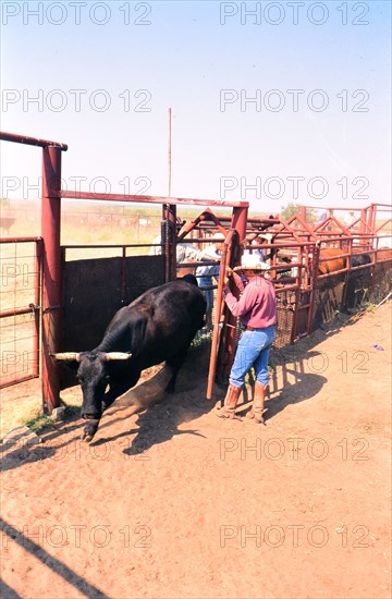 Authentic American Cowboys: 1990s Cowboys in the American west during spring branding time on a ranch near Clarendon Texas circa 1998. .